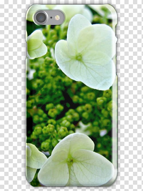 Hydrangea, Oakleaf Hydrangea transparent background PNG clipart