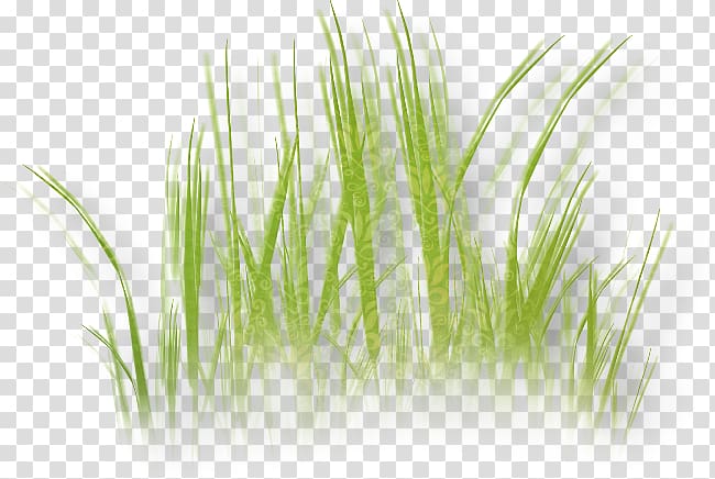 Herbaceous plant Lawn Flower , Tina Turner transparent background PNG clipart