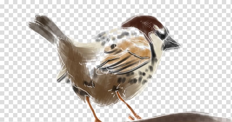House Sparrow Spanish sparrow Bird Beak Moineau, Bird transparent background PNG clipart