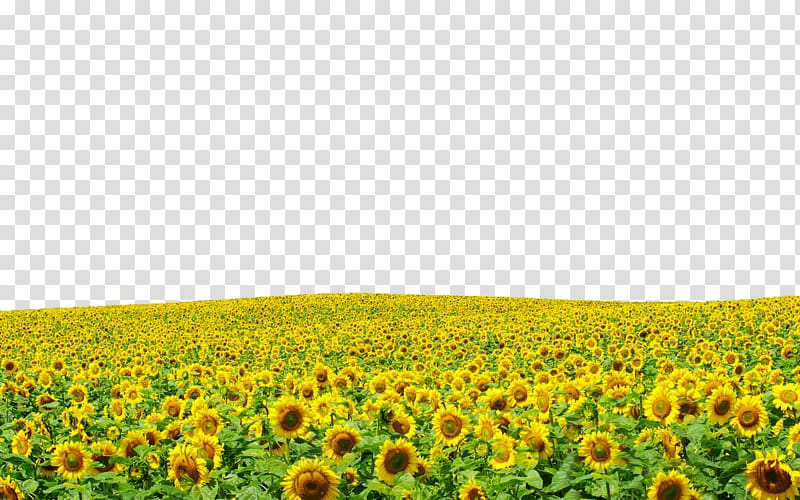 Yellow Sunflower Field Laptop Display Resolution The Harvester