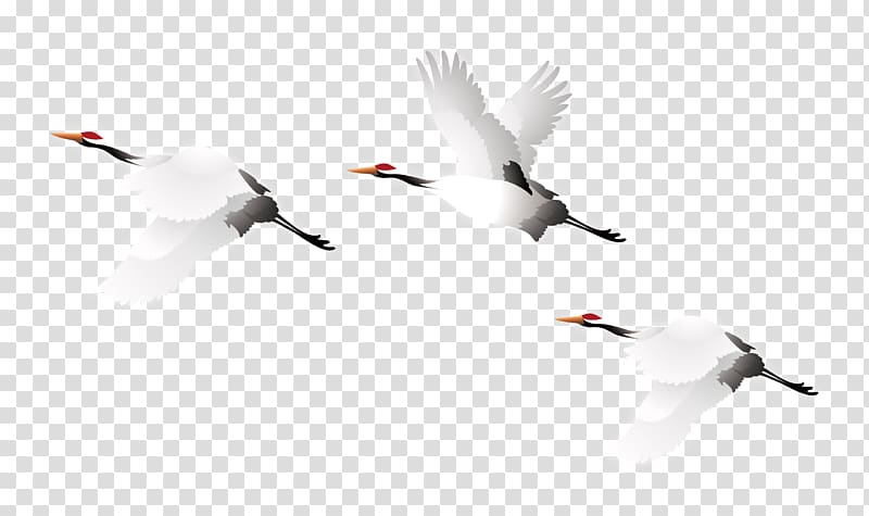 Crane Bird, Crane transparent background PNG clipart