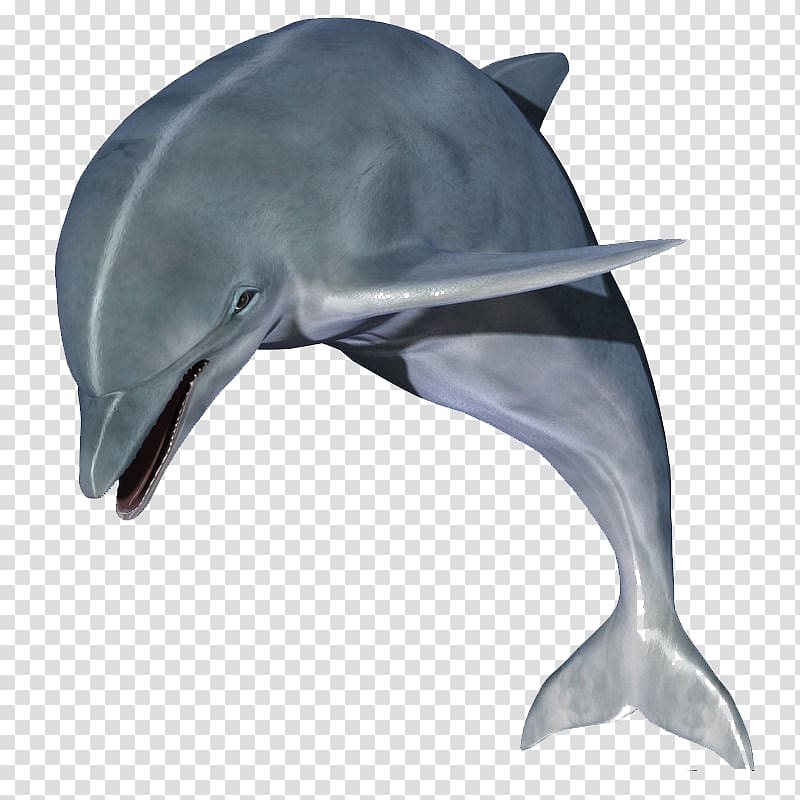 gray dolphin illustration, Dolphin , Jumping dolphins transparent background PNG clipart