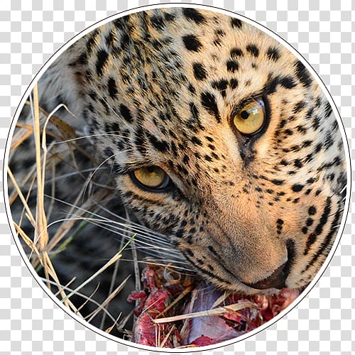 Leopard iSimangaliso Wetland Park Kruger National Park Garden Route National Park, leopard transparent background PNG clipart