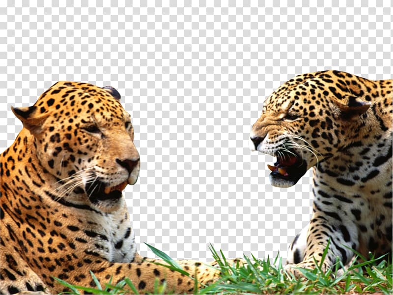 Jaguar Leopard Lion Cheetah Black panther, Leopard transparent background PNG clipart