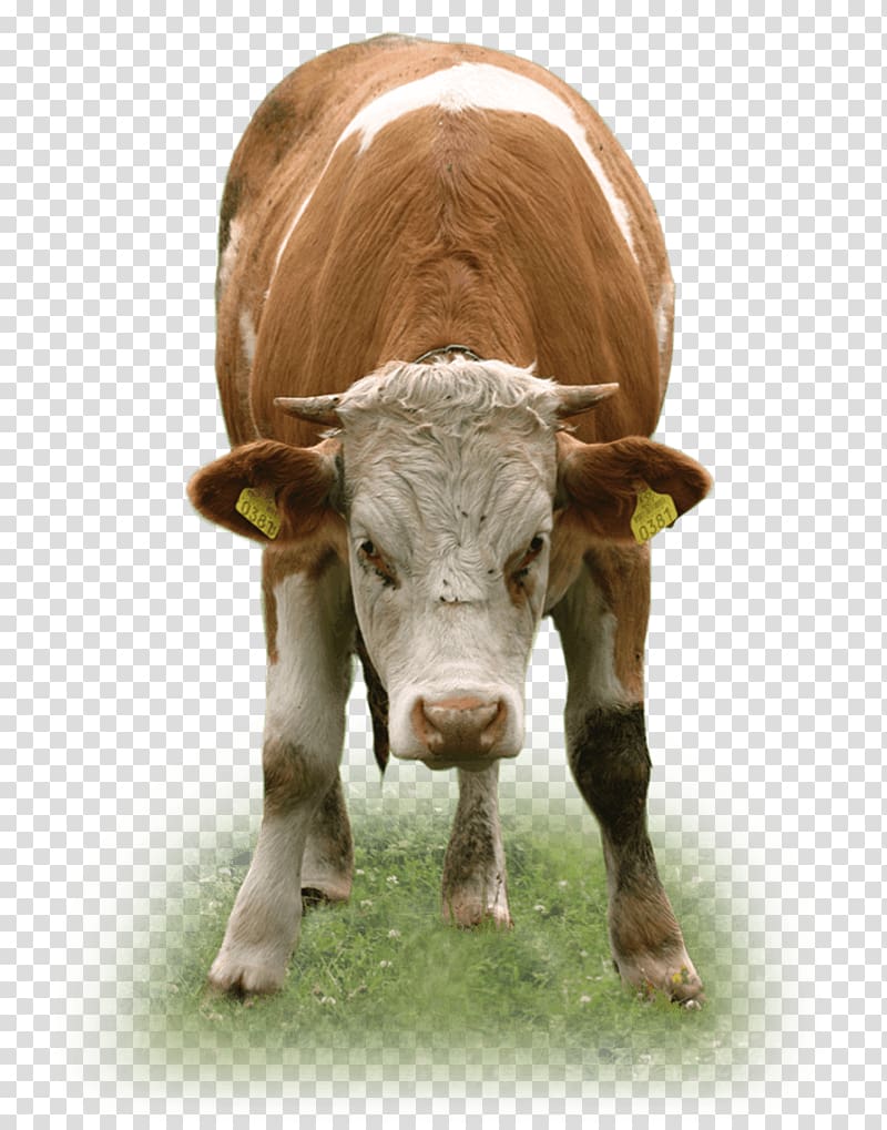 Dairy cattle Texas Longhorn Miglioranza S.R.L. Beef cattle Calf, warehouse transparent background PNG clipart