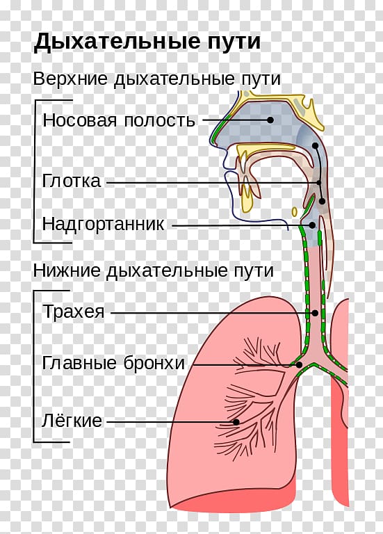 Upper respiratory tract infection Respiratory system, nose transparent background PNG clipart