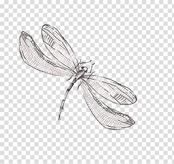 gray and black dragonfly sketch, Drawing Dragonfly , dragonfly transparent background PNG clipart