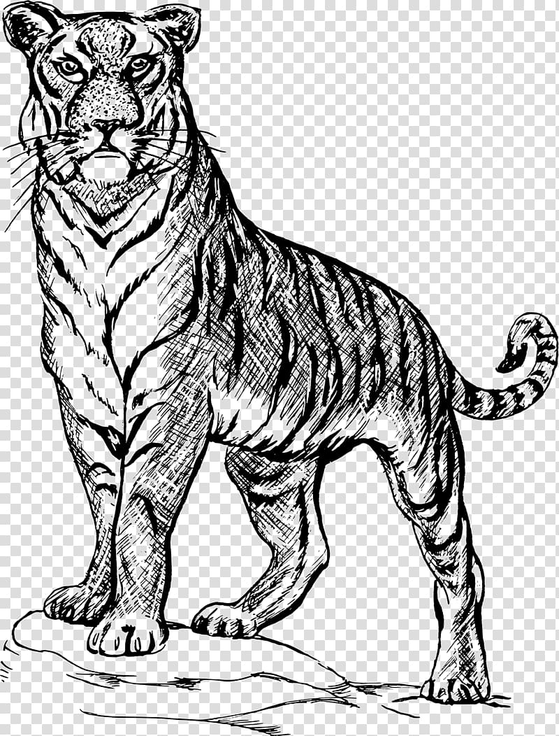 Tiger Drawing Line art Sketch, tiger transparent background PNG clipart