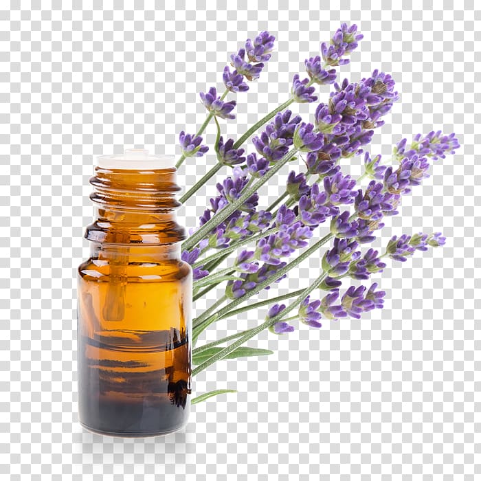 English lavender Lavender oil Essential oil Provence, millet transparent background PNG clipart