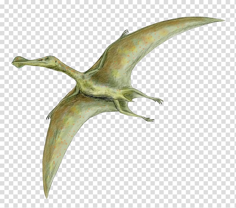 Dinosaur size Quetzalcoatlus Flight Pterosaurs Rhamphorhynchus, Bird transparent background PNG clipart