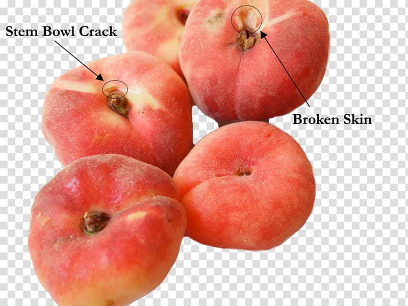 Food Saturn Peach Fruit Raspberry, nectarine transparent background PNG clipart
