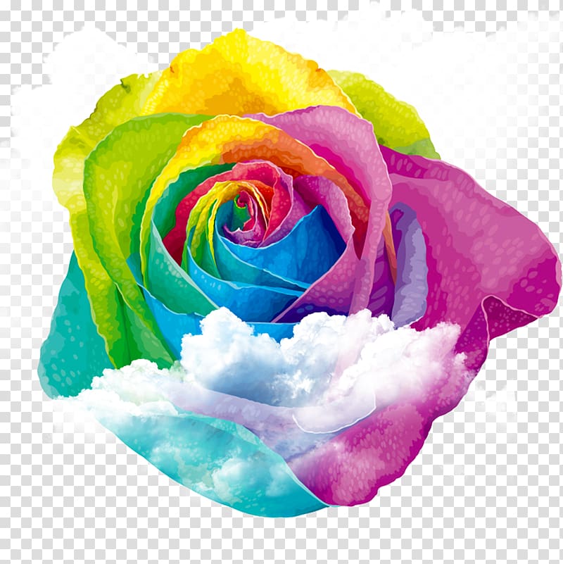 multicolored rose in bloom, Rainbow rose Centifolia roses Garden roses, Colorful roses on the clouds transparent background PNG clipart