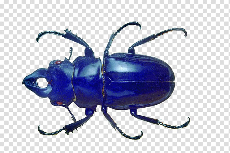 Blue Beetle Volkswagen Beetle, Blue Beetle transparent background PNG clipart