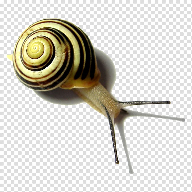 Land snail Gastropods Slug Gastropod shell, snails transparent background PNG clipart