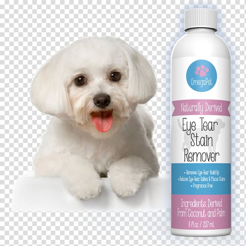 Maltese dog Bichon Frise Havanese dog Puppy Cavachon, dog in kind transparent background PNG clipart