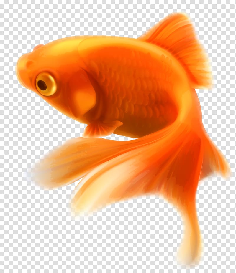 orange goldfish illustration, Goldfish Aquarium Tropical fish, Fish transparent background PNG clipart
