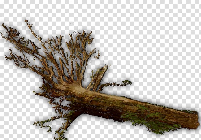 Twig Wood Trunk Tree Branch, tree log transparent background PNG clipart