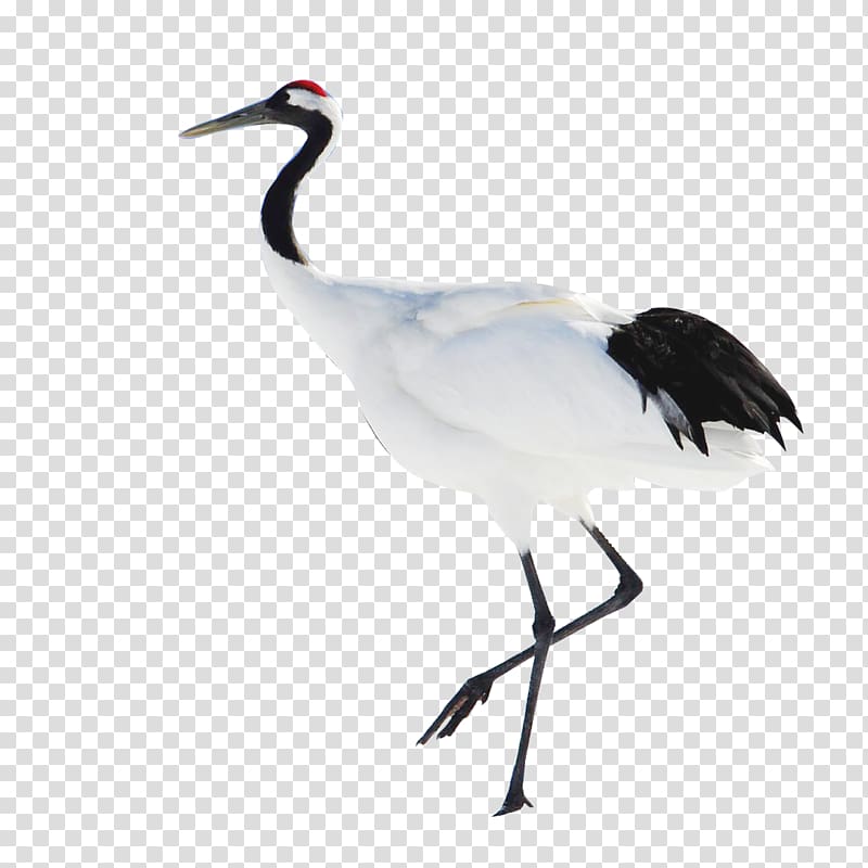 Red-crowned crane Heshan, Guangdong Bird, Chinese style crane transparent background PNG clipart