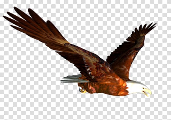 Bald Eagle Flight Bird , Flying Eagles transparent background PNG clipart
