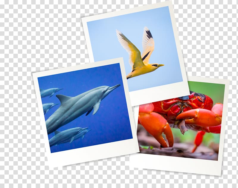 graphic Paper Frames Fish , local attractions transparent background PNG clipart