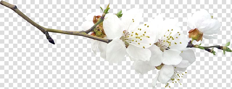 Twig Blossom Branch Fruit tree, spring transparent background PNG clipart