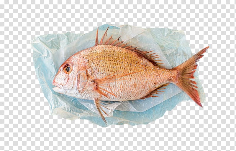 Red porgy Scup Porgy fishing , Fresh fish transparent background PNG clipart