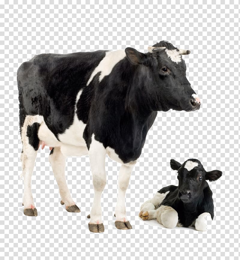 cow calf transparent background PNG clipart