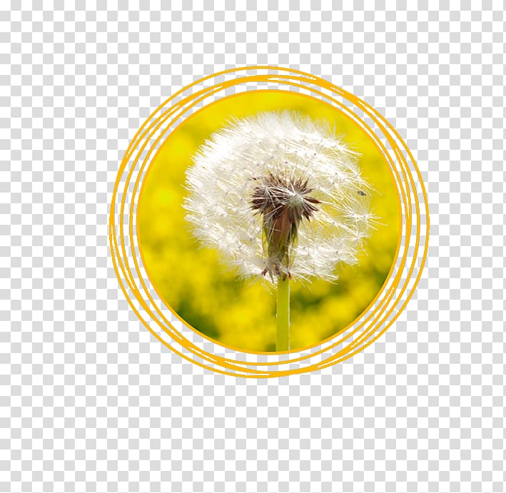 Honey bee Common Dandelion Seed Pollen Liver, Jesus Quintana transparent background PNG clipart