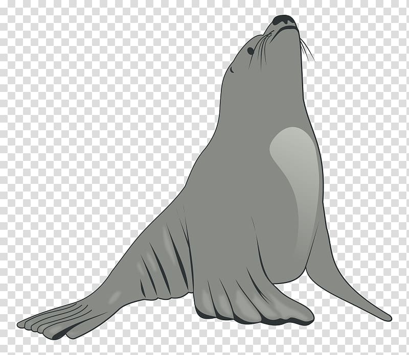 Baby sea lion , Free Lion transparent background PNG clipart