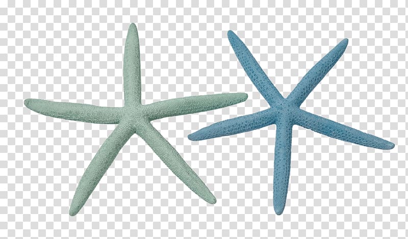 Linckia laevigata Starfish Sea urchin Marine invertebrates, starfish transparent background PNG clipart