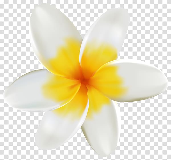 Frangipani Flower Petal , frangipani transparent background PNG clipart