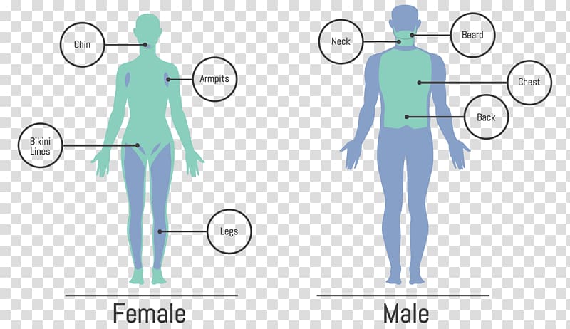 Human body Female body shape Diagram Drawing Template, Body Human  transparent background PNG clipart