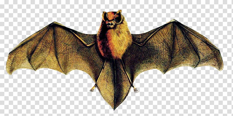 Mexican funnel-eared bat Brazilian funnel-eared bat Cuban funnel-eared bat Cuban greater funnel-eared bat Jamaican greater funnel-eared bat, colorado rockies bat transparent background PNG clipart