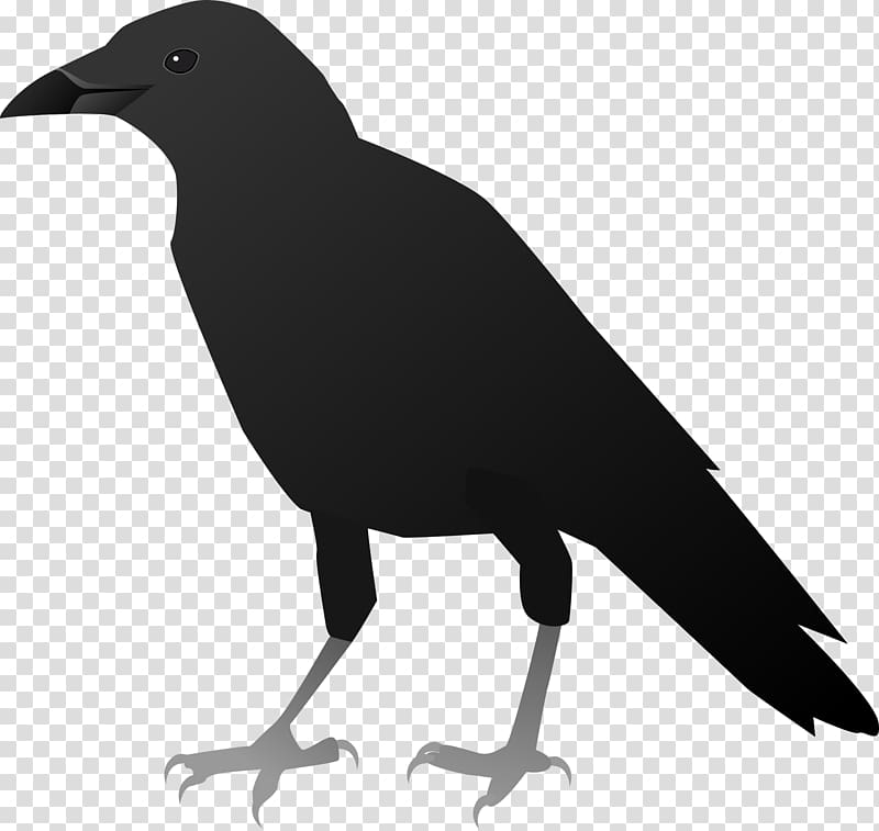 American crow New Caledonian crow , crow transparent background PNG clipart