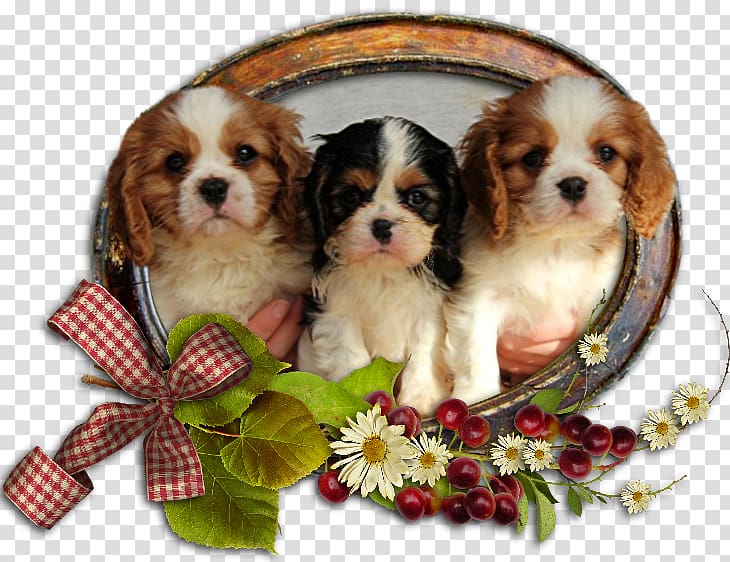 Cavalier King Charles Spaniel Cavachon Cavapoo Puppy, puppy transparent background PNG clipart