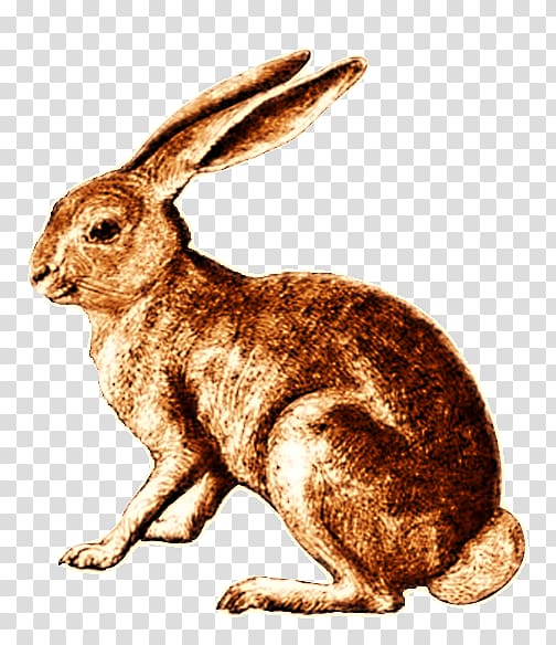 Hare Domestic rabbit Dutch rabbit Cottontail rabbit, retro rabbit transparent background PNG clipart