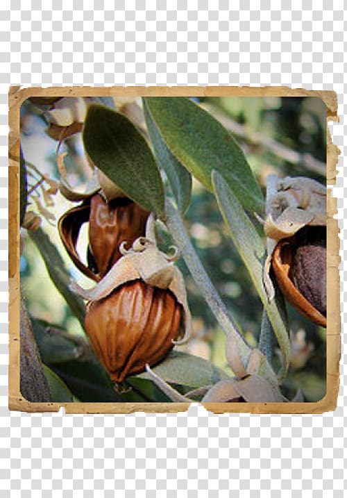 La jojoba Jojoba oil Simmondsia chinensis (jojoba) seed powder, oil transparent background PNG clipart