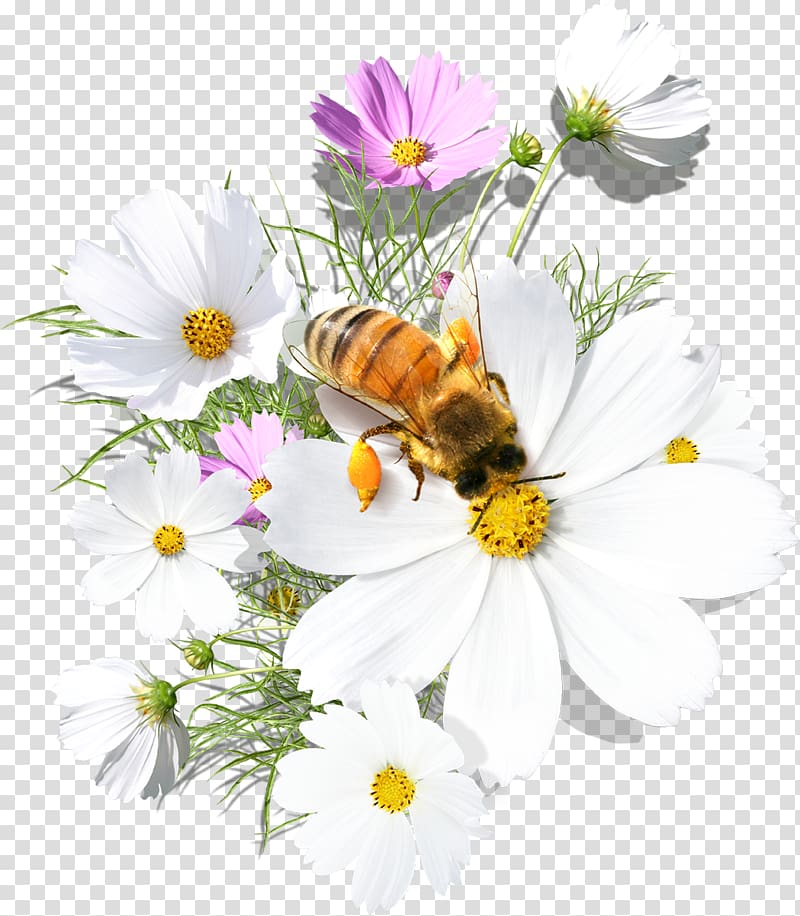 Bee Daytime Flower Morning Greeting, ester transparent background PNG clipart