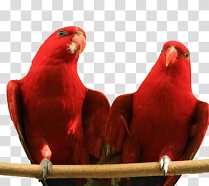 Parrot Lovebird Red Lories and lorikeets Parakeet, Two red parrots transparent background PNG clipart thumbnail