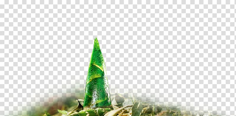 Bamboo shoot Bamboe, bamboo transparent background PNG clipart