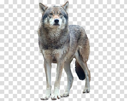 Wolf transparent background PNG clipart Wolf transparent background PNG clipart