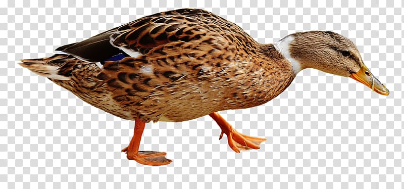 Domestic duck Mallard Bird Portable Network Graphics, duck transparent background PNG clipart