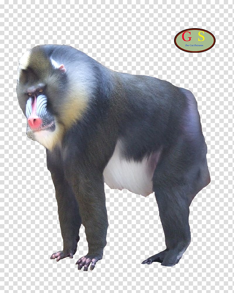 Mandrill Primate Mammal Cercopithecidae Monkey, monkey transparent background PNG clipart