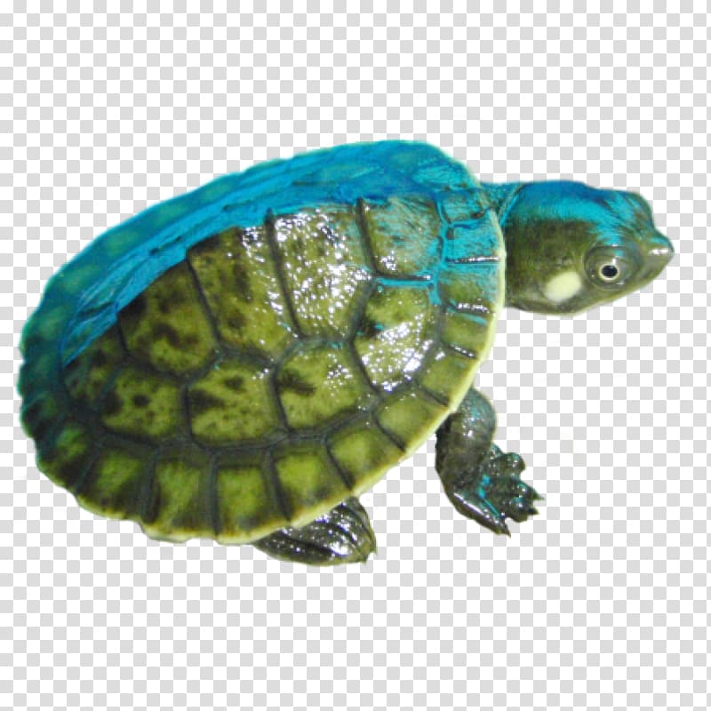 Amazon River Box turtle Reptile, turtle transparent background PNG clipart