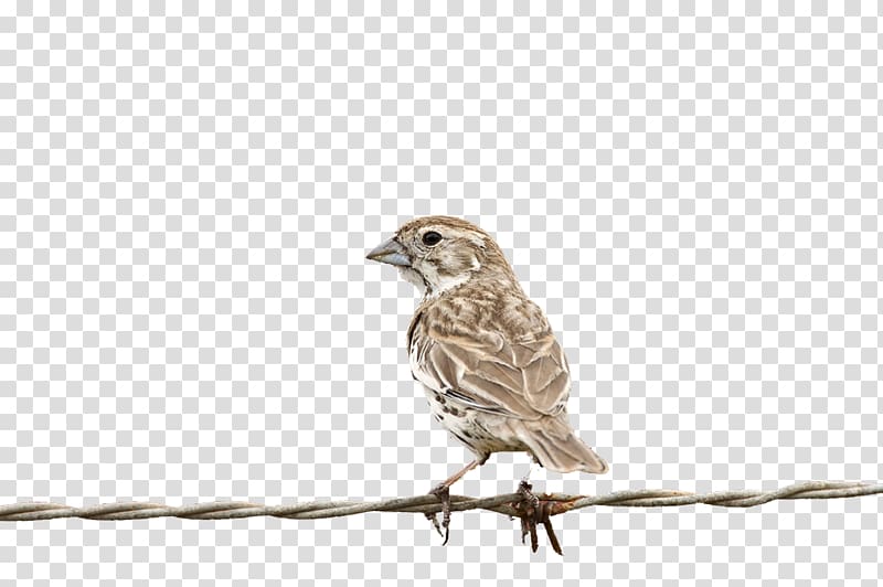 House Sparrow Bird Finch, sparrow transparent background PNG clipart