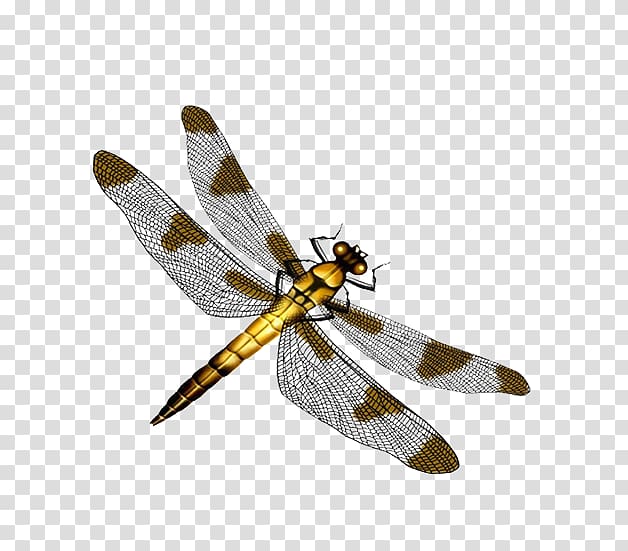 Dragonfly color Creative transparent background PNG clipart