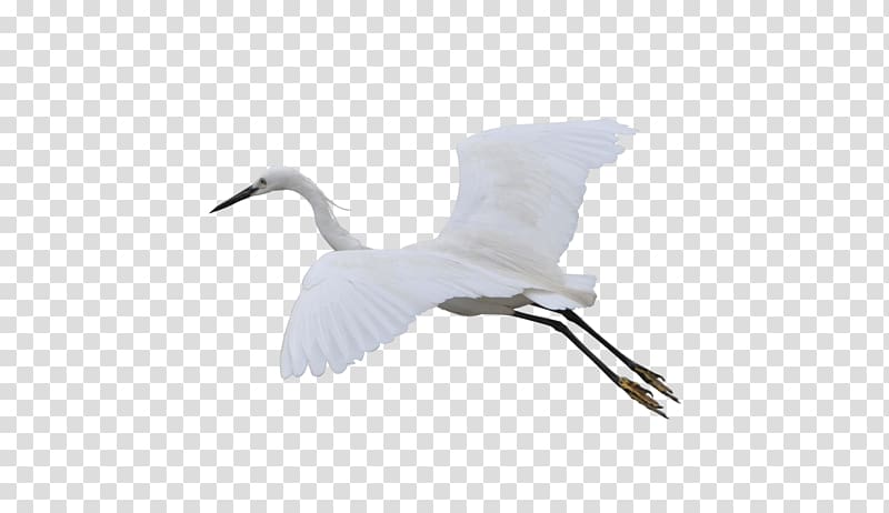 Crane Bird Goose Duck Cygnini, Flying Crane transparent background PNG clipart