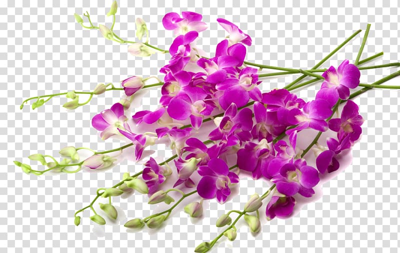 Orchids Flower , Pretty lilac plant transparent background PNG clipart
