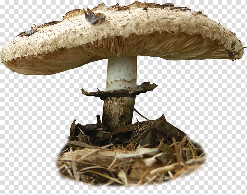 Edible mushroom , toadstools transparent background PNG clipart