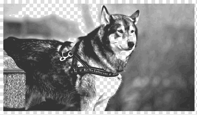 Siberian Husky Sakhalin Husky Saarloos wolfdog Czechoslovakian Wolfdog Alaskan Malamute, big dog transparent background PNG clipart